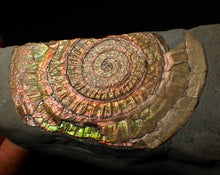 Load image into Gallery viewer, Large 86 mm pearlescent/iridescent Caloceras display ammonite fossil
