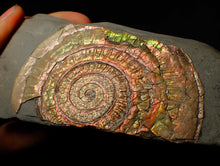 Load image into Gallery viewer, Large 86 mm pearlescent/iridescent Caloceras display ammonite fossil
