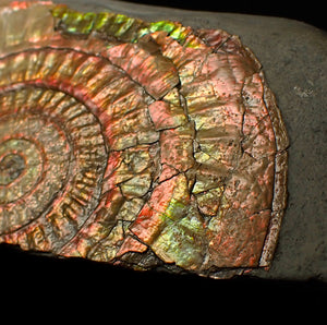 Large 86 mm pearlescent/iridescent Caloceras display ammonite fossil