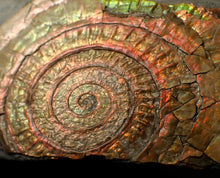 Load image into Gallery viewer, Large 86 mm pearlescent/iridescent Caloceras display ammonite fossil
