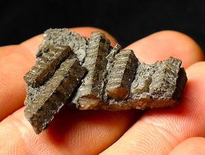 Detailed 3D crinoid multi-stem fossil (35 mm)