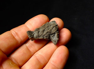 Detailed 3D crinoid multi-stem fossil (35 mm)