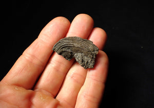 Detailed crinoid head fossil (35 mm) Pentacrinites