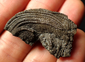 Detailed crinoid head fossil (35 mm) Pentacrinites