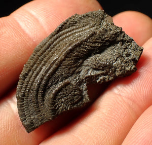 Detailed crinoid head fossil (35 mm) Pentacrinites