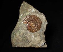 Load image into Gallery viewer, Iridescent Psiloceras ammonite fossil display piece 48mm
