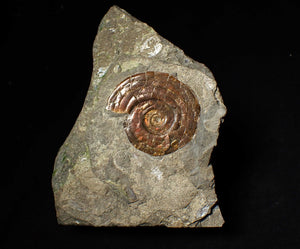 Iridescent Psiloceras ammonite fossil display piece 48mm