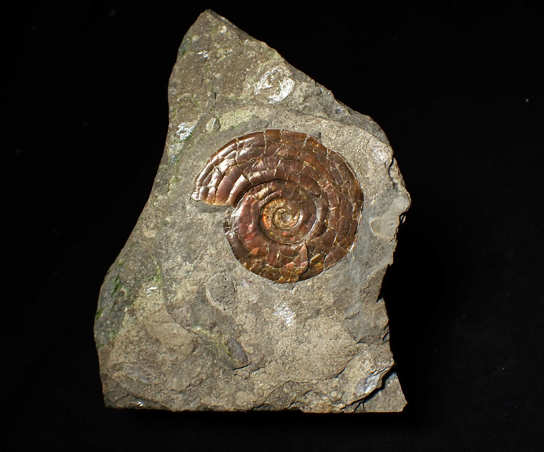 Iridescent Psiloceras ammonite fossil display piece 48mm