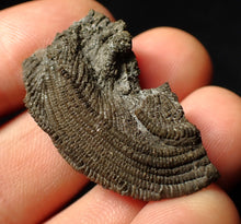 Load image into Gallery viewer, Detailed crinoid head fossil (35 mm) Pentacrinites
