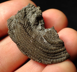 Detailed crinoid head fossil (35 mm) Pentacrinites