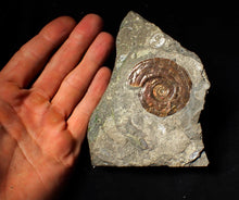 Load image into Gallery viewer, Iridescent Psiloceras ammonite fossil display piece 48mm
