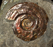Load image into Gallery viewer, Iridescent Psiloceras ammonite fossil display piece 48mm
