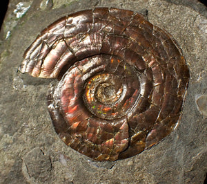 Iridescent Psiloceras ammonite fossil display piece 48mm