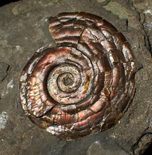 Load image into Gallery viewer, Iridescent Psiloceras ammonite fossil display piece 48mm
