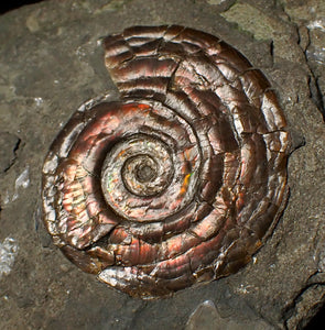 Iridescent Psiloceras ammonite fossil display piece 48mm