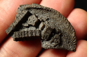 Detailed crinoid head fossil (35 mm) Pentacrinites