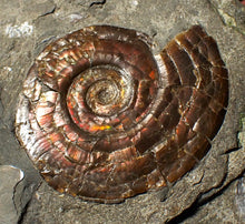 Load image into Gallery viewer, Iridescent Psiloceras ammonite fossil display piece 48mm
