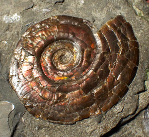 Iridescent Psiloceras ammonite fossil display piece 48mm