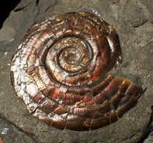 Load image into Gallery viewer, Iridescent Psiloceras ammonite fossil display piece 48mm
