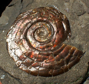 Iridescent Psiloceras ammonite fossil display piece 48mm