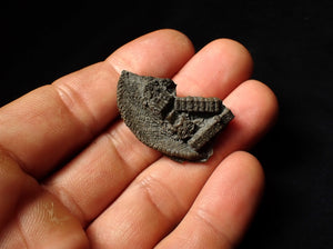 Detailed crinoid head fossil (35 mm) Pentacrinites