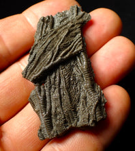 Load image into Gallery viewer, Detailed crinoid fossil head (60 mm)
