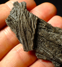 Load image into Gallery viewer, Detailed crinoid fossil head (60 mm)
