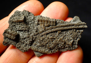 Detailed crinoid fossil head (60 mm)