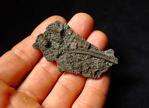 Detailed crinoid fossil head (60 mm)
