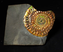 Load image into Gallery viewer, Stunning 72 mm rainbow iridescent Caloceras display ammonite fossil
