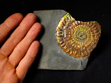 Load image into Gallery viewer, Stunning 72 mm rainbow iridescent Caloceras display ammonite fossil
