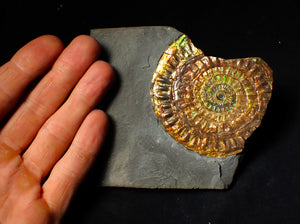 Stunning 72 mm rainbow iridescent Caloceras display ammonite fossil