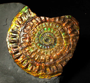 Stunning 72 mm rainbow iridescent Caloceras display ammonite fossil