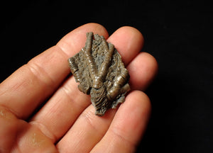 Detailed crinoid head fossil (45 mm) Pentacrinites