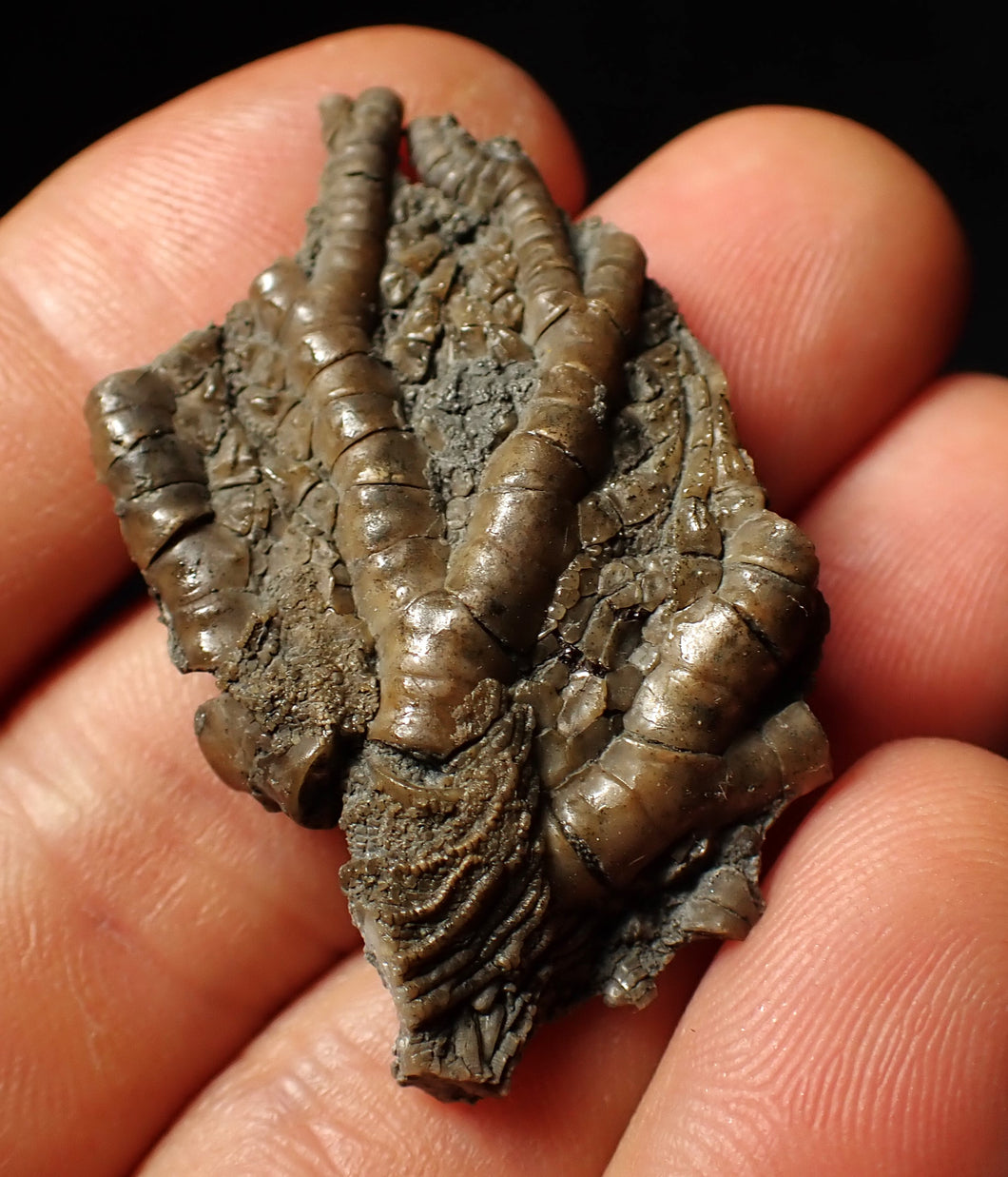 Detailed crinoid head fossil (45 mm) Pentacrinites