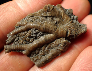 Detailed crinoid head fossil (45 mm) Pentacrinites