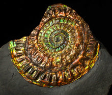 Load image into Gallery viewer, Stunning 72 mm rainbow iridescent Caloceras display ammonite fossil
