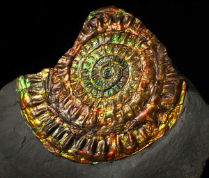 Stunning 72 mm rainbow iridescent Caloceras display ammonite fossil