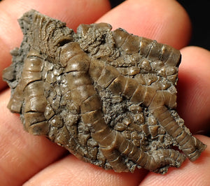 Detailed crinoid head fossil (45 mm) Pentacrinites