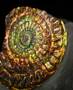 Stunning 72 mm rainbow iridescent Caloceras display ammonite fossil