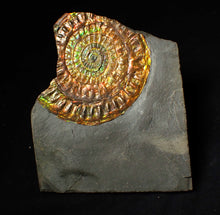 Load image into Gallery viewer, Stunning 72 mm rainbow iridescent Caloceras display ammonite fossil
