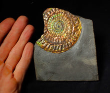Load image into Gallery viewer, Stunning 72 mm rainbow iridescent Caloceras display ammonite fossil
