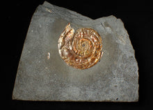 Load image into Gallery viewer, Large 54 mm Iridescent Psiloceras ammonite display fossil
