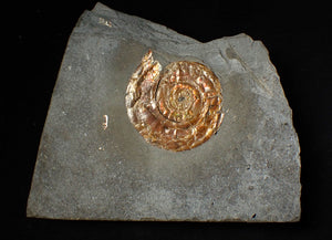 Large 54 mm Iridescent Psiloceras ammonite display fossil