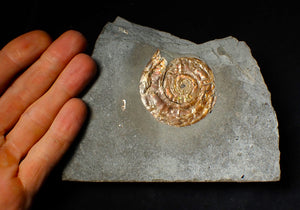 Large 54 mm Iridescent Psiloceras ammonite display fossil