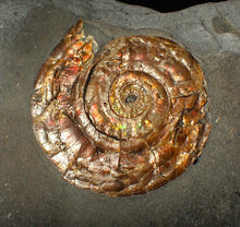 Load image into Gallery viewer, Large 54 mm Iridescent Psiloceras ammonite display fossil
