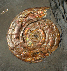 Large 54 mm Iridescent Psiloceras ammonite display fossil