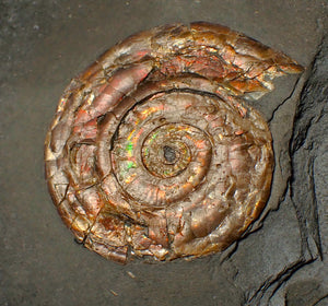 Large 54 mm Iridescent Psiloceras ammonite display fossil