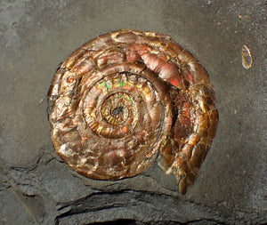 Large 54 mm Iridescent Psiloceras ammonite display fossil