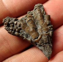 Load image into Gallery viewer, Small detailed 3D crinoid head fossil (32 mm)
